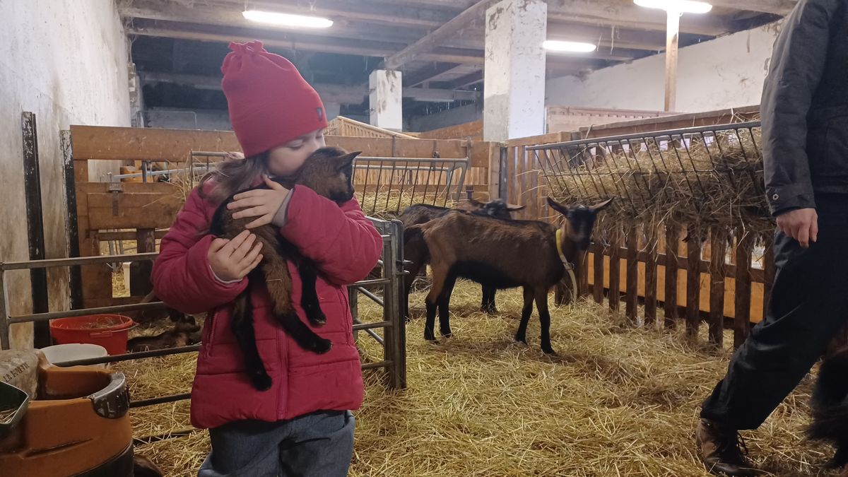 Farmu na Vysočině zaplavila mláďata koz a ovcí, protesty zdejší hospodáři neřeší